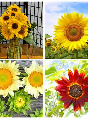 向日葵种子可食用观赏矮生高杆葵花籽瓜子多头油葵阳台庭院盆栽孑