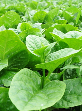 大叶木耳菜种子 冬季种子阳台盆栽易活播蔬菜种子保健菜籽种子