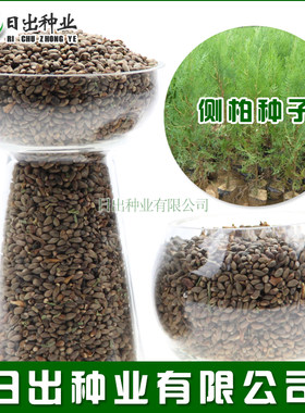 松柏花木绿化种子