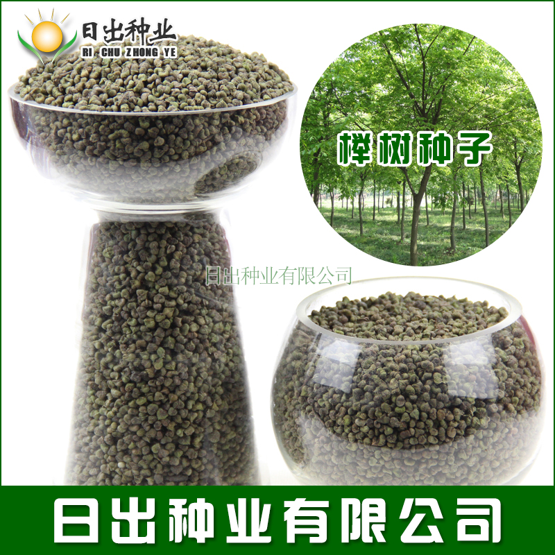 榉树种子 红榉种子 小叶榉树  大叶榉树 质量非常好