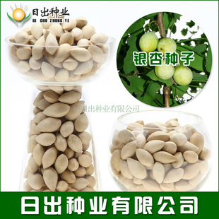 新采一级银杏种子 原生银杏树种子 百年老树 白果种子 公孙树种子