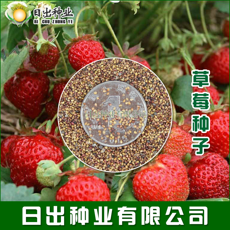草莓种子易种室内阳台盆栽庭院有机夏季春季野花组合格桑花太阳花