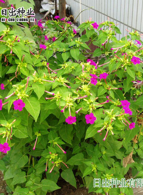 紫茉莉种子夜来香草茉莉地雷花家庭阳台庭院盆栽易活花卉多年生籽