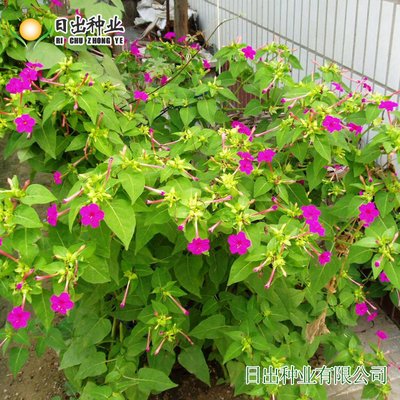 紫茉莉阳台庭院盆栽易活地雷花