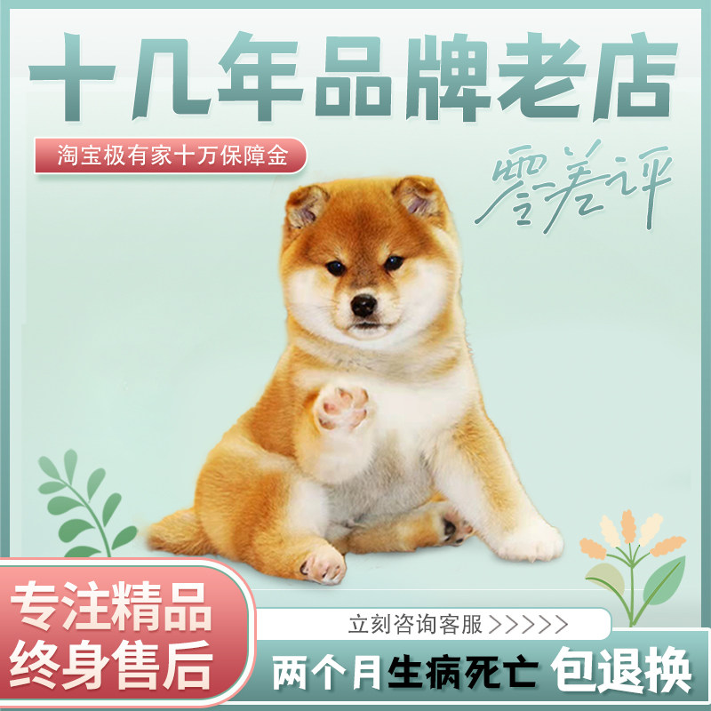 北京柴犬小柴犬豆柴犬柴犬幼犬黑柴犬日本柴犬纯种柴犬白柴犬豆柴