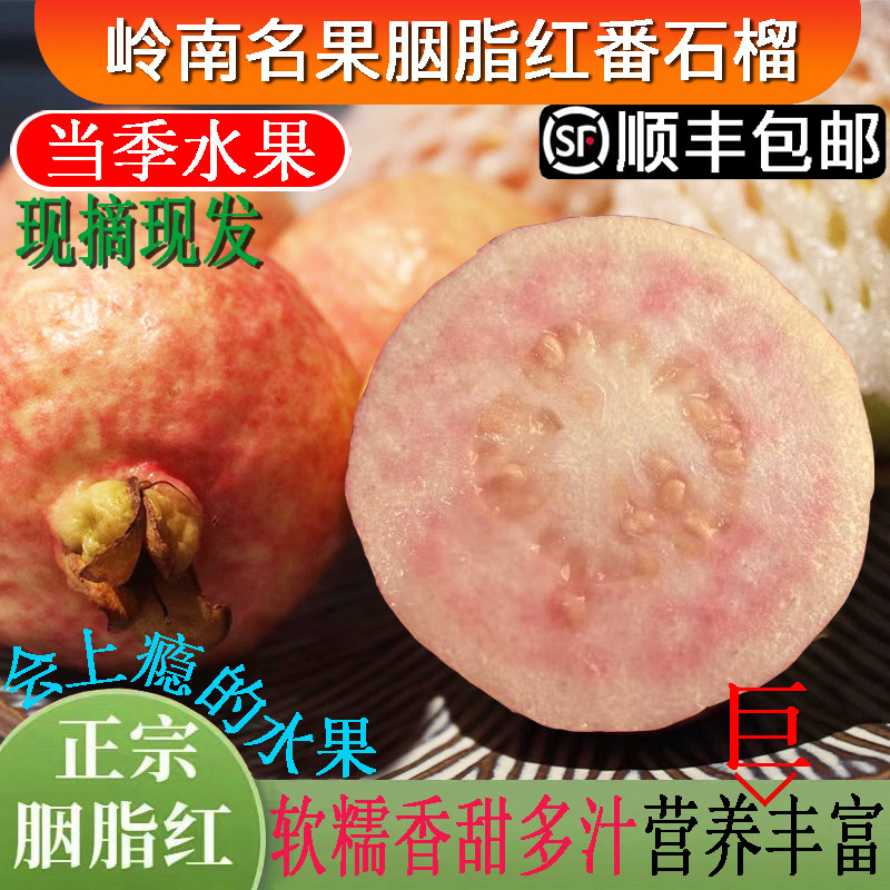 胭脂红番石榴软糯香甜多汁新鲜摘