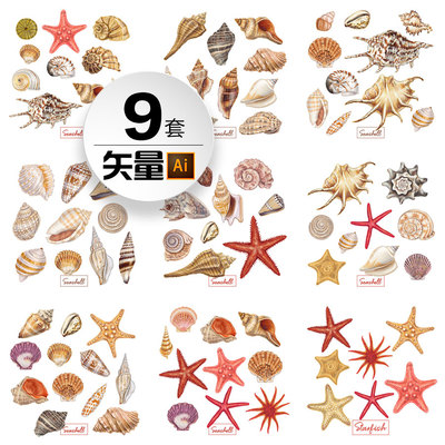 贝壳海螺海星海洋生物静物元素手绘插画芯ai矢量平面设计素材图集