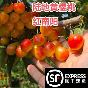 正宗大连旅顺双岛湾黄樱桃红南阳樱桃佳红樱桃顺丰空运包邮纯脆甜