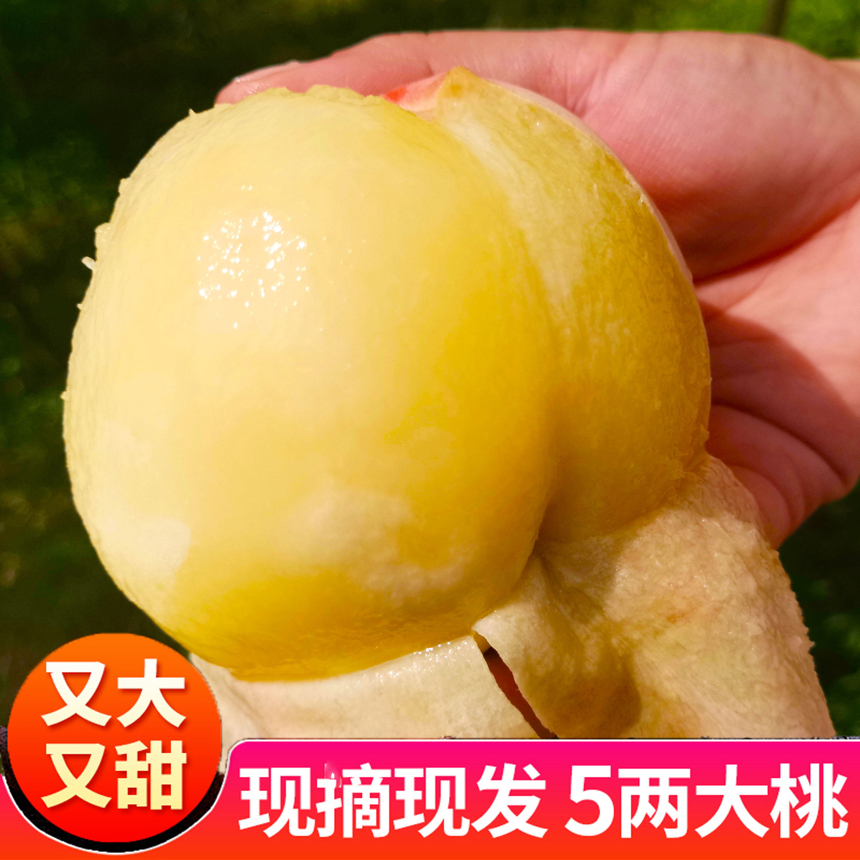 现摘正宗无锡白凤水蜜桃5两礼盒水果新鲜孕妇软桃子当季大蜜桃子
