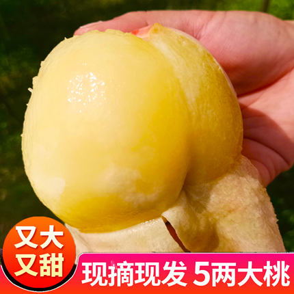 现摘正宗无锡白凤水蜜桃5两礼盒水果新鲜孕妇软桃子当季大蜜桃子