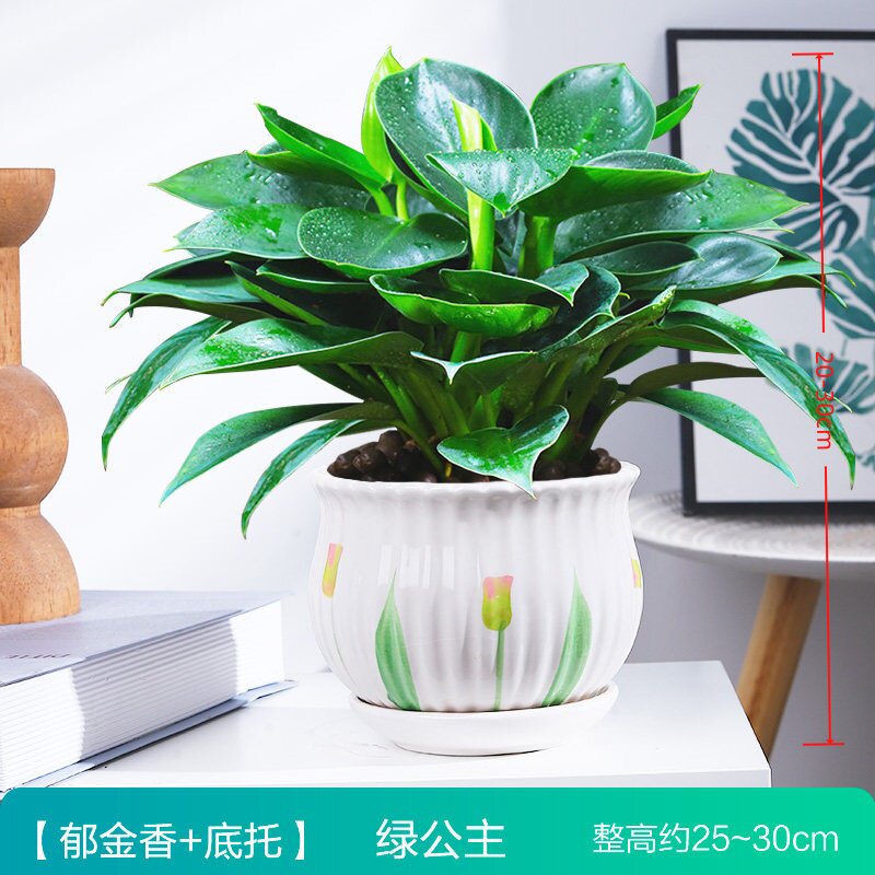 金钻盆栽植物水培办公室植绿公主室内易活土培带盆阳台盆栽图片