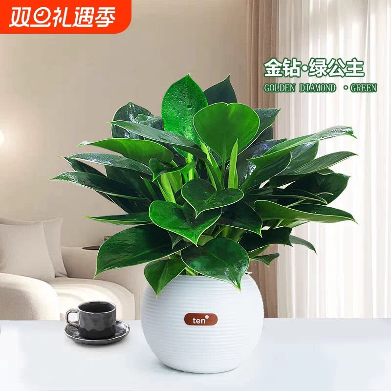 金钻盆栽绿植室内水培植物图片