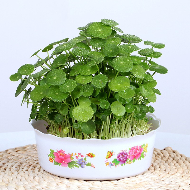四季好养铜钱草水培盆栽植物公室内桌面小绿植花卉水养金钱草籽