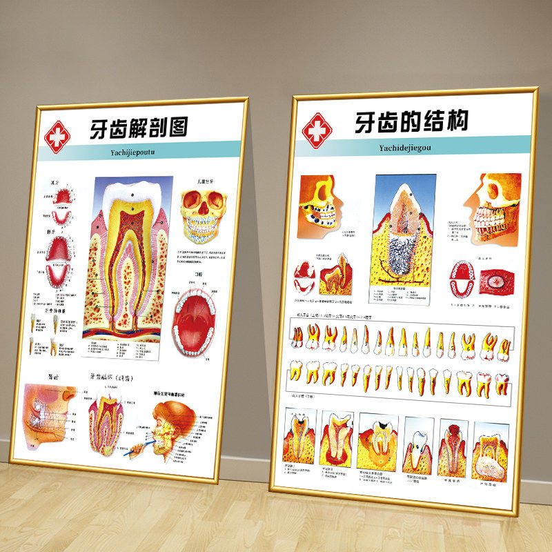 牙科宣传挂画口腔医院诊所墙面装饰广告牙齿结构解剖图片海报贴纸,家居饰品,现代装饰画,淘宝优惠券,粉丝福利购,淘宝优惠卷