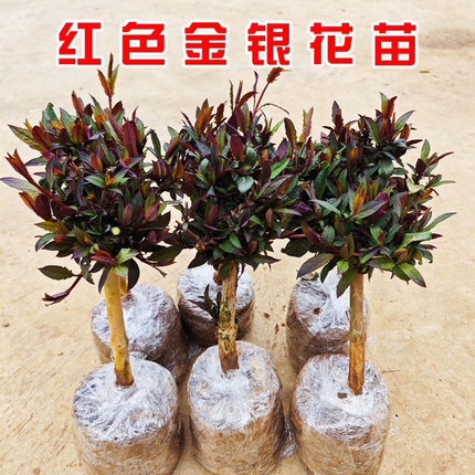 红色金银花树苗盆栽花卉爬藤攀援绿化植物阳台庭院四季开花易成活