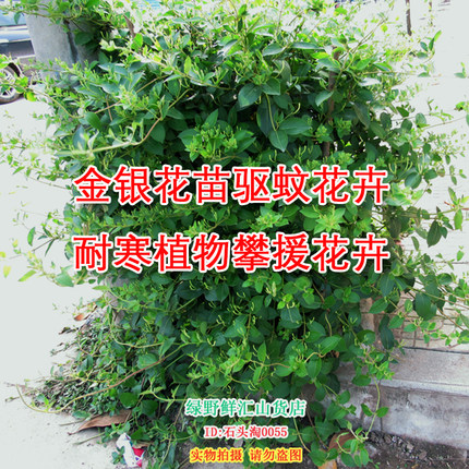 冬天不怕冻的花绿化金银花树苗盆栽爬藤植物庭院生长快四季花卉