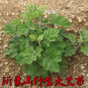 艾苗野生艾叶苗大叶艾草苗根种植盆栽种子食用艾蒿艾草药用干艾叶