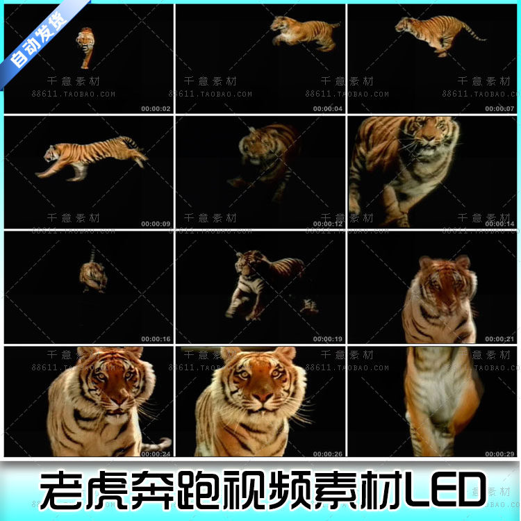 动物特效视频素材 猛兽老虎 各种姿势奔跑扑食视频素材led 东北虎