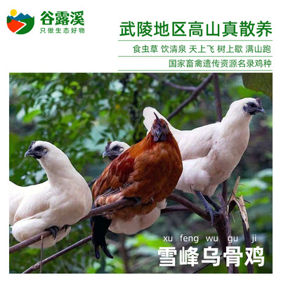 湖南武陵山雪峰乌骨鸡散养跑山鸡