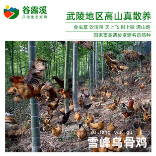 洪江雪峰乌骨鸡武陵山原生态高山散养溜达鸡农家土柴鸡含硒跑山鸡