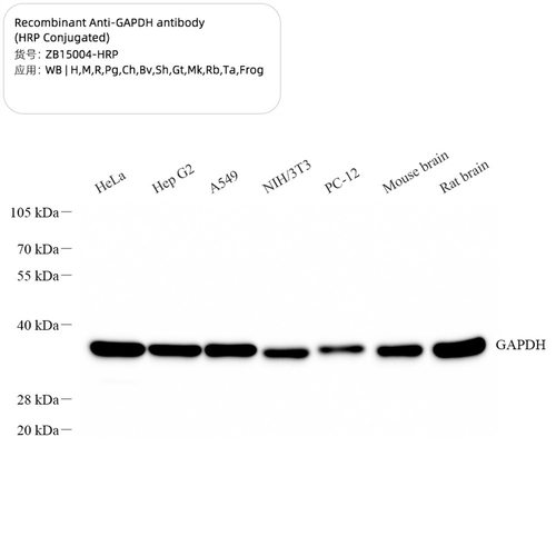 直标内参，无需再加二抗，直接ECL显色Anti-GAPDH antibody (HRP