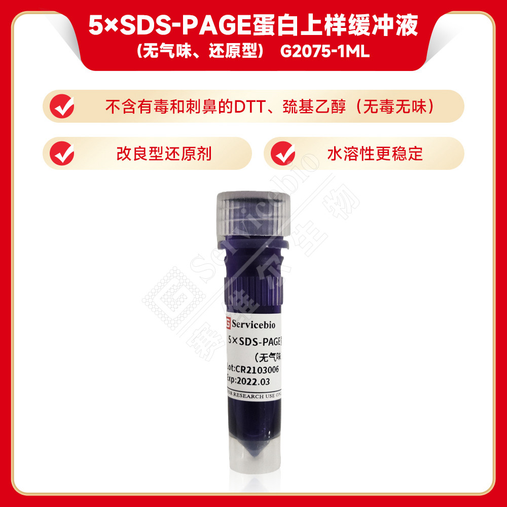 5xSDS-PAGE蛋白上样缓冲液loading buffer变性还原/非还原图片