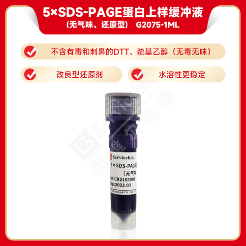5xSDS-PAGE蛋白上样缓冲液loading buffer变性还原/非还原