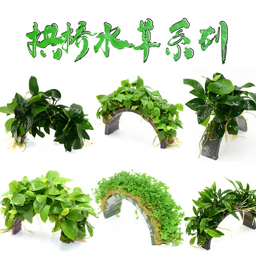 迷你水榕拱桥懒人鱼缸造景好养
