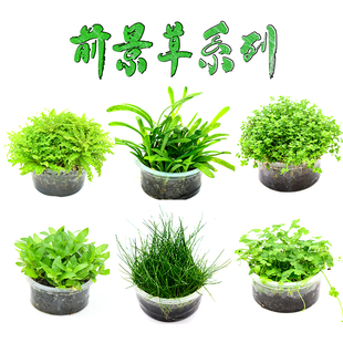 无菌杯爬地矮珍珠水草趴地矮阴性前景草鱼缸造景专用铺草坪日本矮