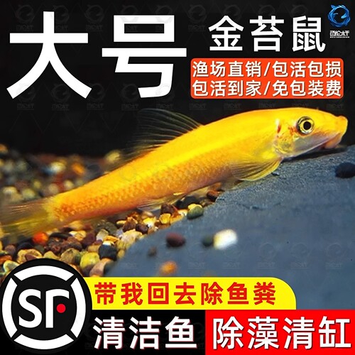 大尺寸金苔鼠活体除藻清洁观赏鱼