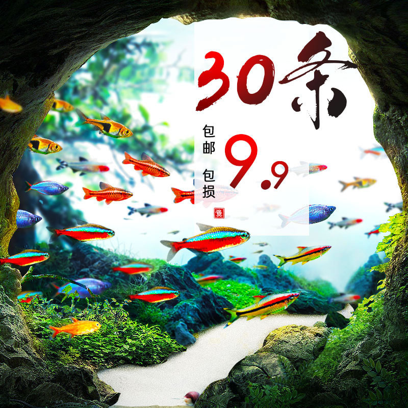 热带观赏活小鱼好养宝莲灯斑马淡水金鱼苗清道夫孔雀小型红绿灯科