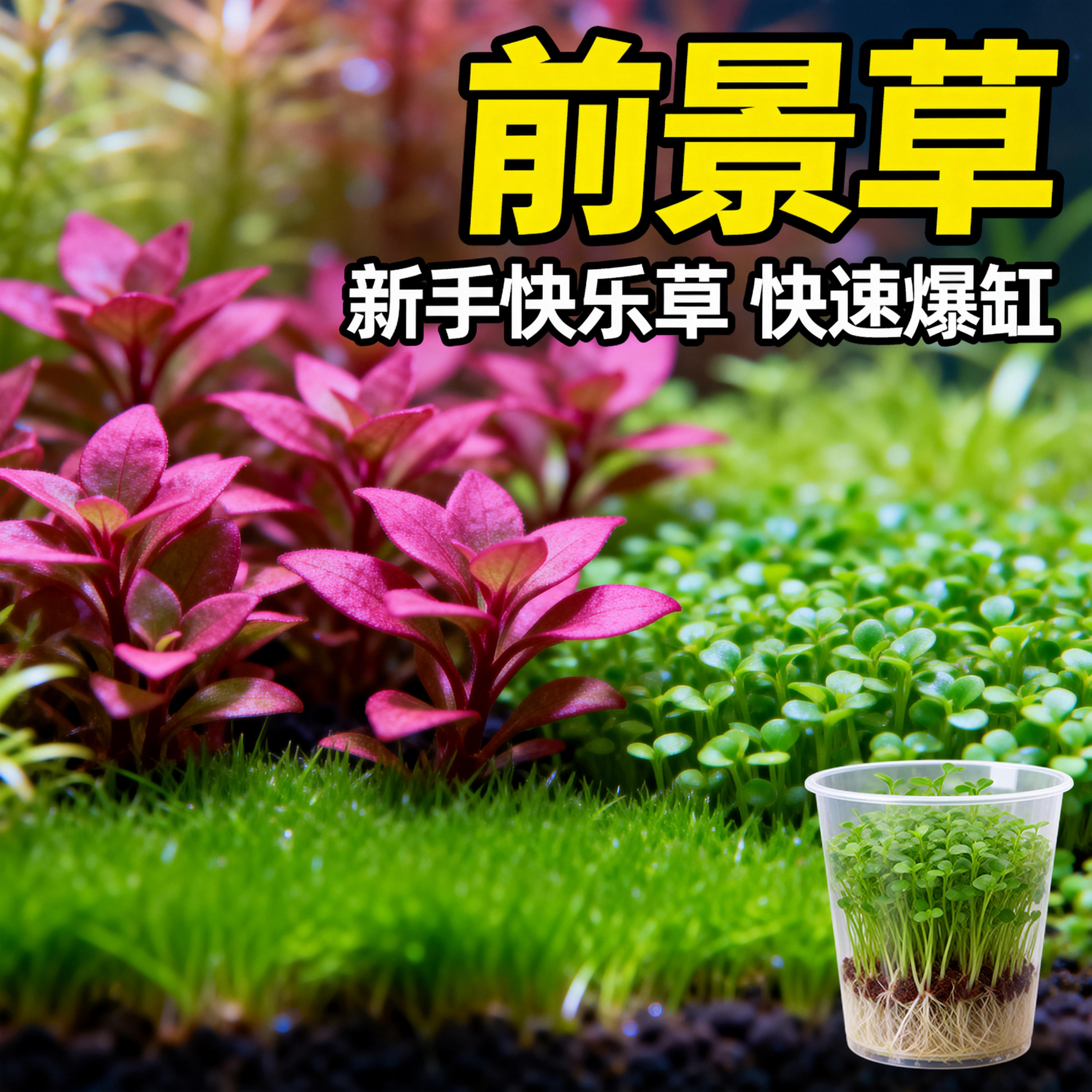 无菌杯水草大合集鱼缸造景水草缸造景前景草坪矮珍珠牛毛绿宫廷,宠物/宠物食品及用品,水草,淘宝优惠券,粉丝福利购,淘宝优惠卷