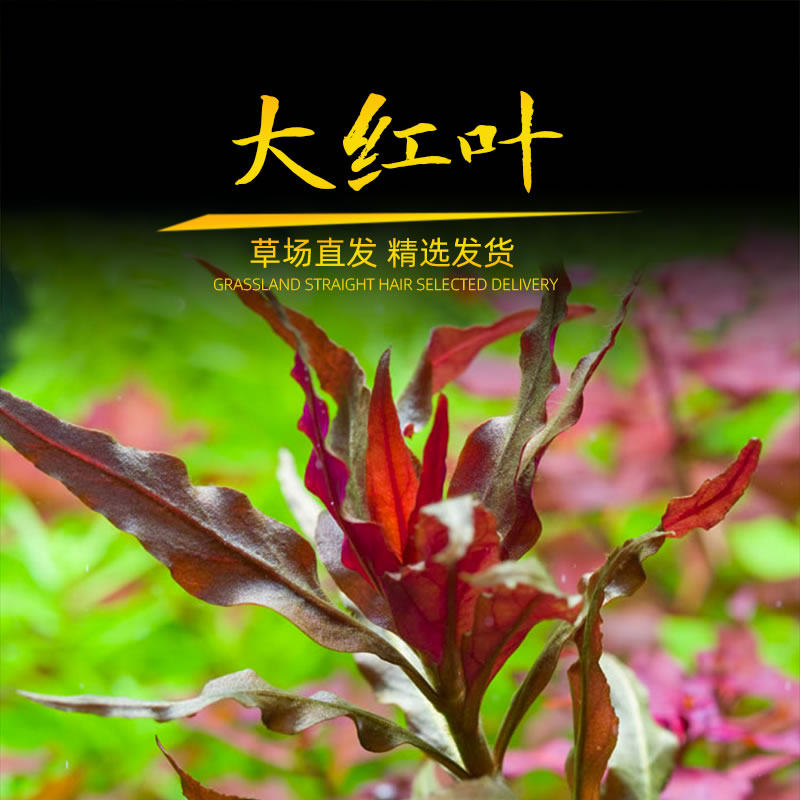 大红叶血心兰中后景鱼缸造景红色水草红蝴蝶红柳红雨伞大红叶