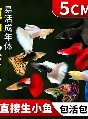 纯种孔雀鱼孕母临产好养耐活