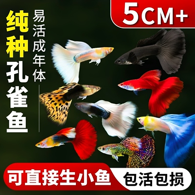 纯种孔雀鱼孕母临产好养耐活