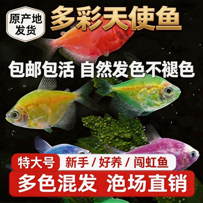 天使鱼群游懒人好养混养10条装