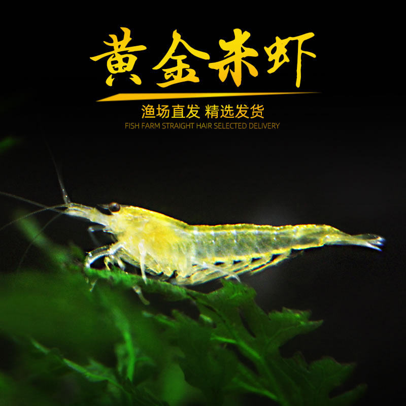 黄金米虾观赏淡水虾火焰红烤漆无缝急火除丝藻樱花工具宠物草缸