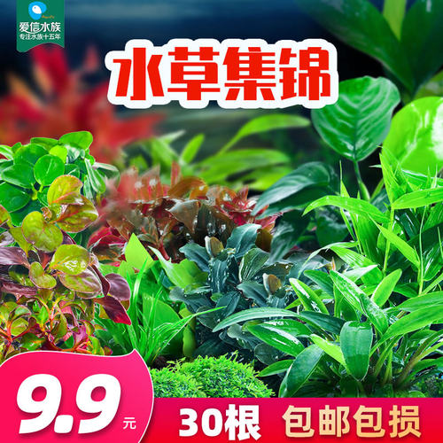 水生植物养鱼价格 水生植物养鱼图片 星期三