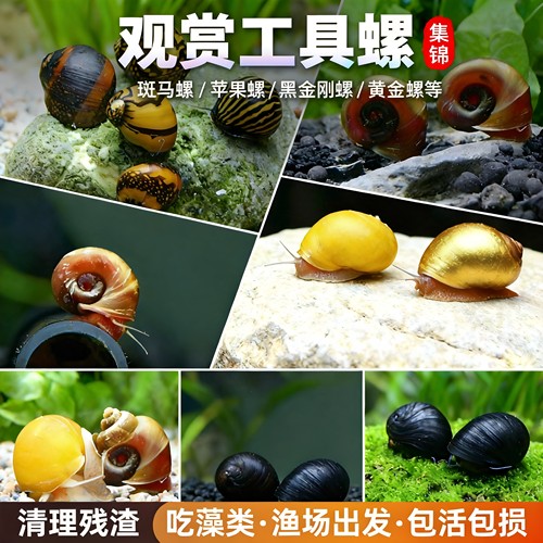 活体淡水苹果螺除藻清缸