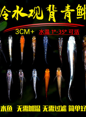 观背青鳉鱼自来水好养耐活体精品冷水鱼青将小型观赏鱼生态缸家养