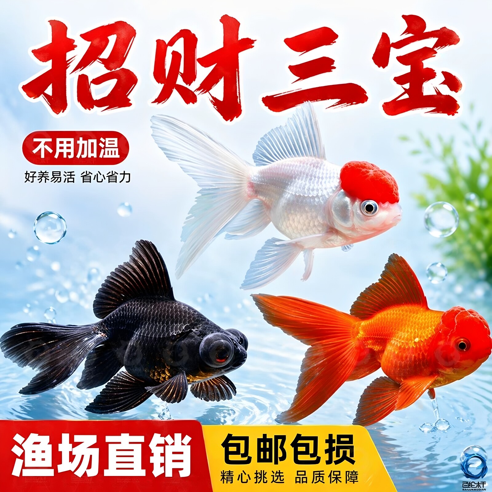 鸿运当头金鱼狮子头活体打氧观赏鱼冷水鱼淡水鱼丹顶红不加温好养