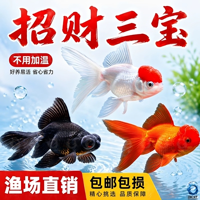 鸿运当头金鱼活体不打温好养