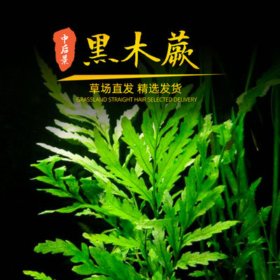 黑木水草片叶中叶后景水晶虾用
