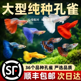 大号孔雀鱼活体观赏鱼多色混养好养活鱼缸鱼类宠物纯种孔雀顺丰