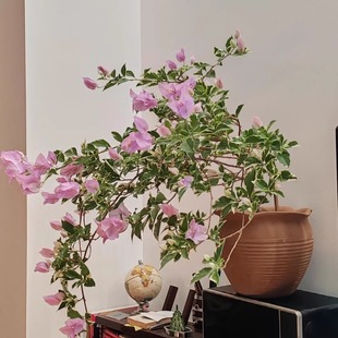 9【银边水仙紫】三角梅四季开花室内阳台好养花卉基地直发