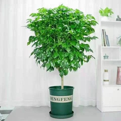 绿宝幸福树大盆栽客厅大绿植室内办公室吸甲醛1米~1.1高