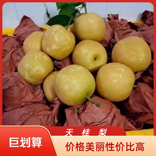 广丰天桂梨子新鲜水果秋月梨