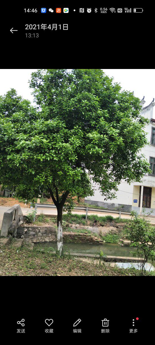 湖南抛柑臭皮柑树叶子新鲜炒菜顿火锅烧菜药用下火酸柑子叶子