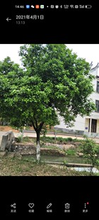 湖南抛柑臭皮柑树叶子新鲜炒菜顿火锅烧菜药用下火酸柑子叶子