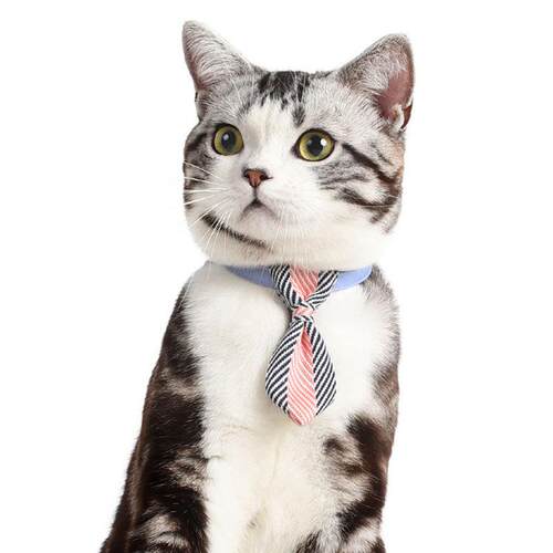 狗狗领带项圈泰蝶结迪蝴小狗物猫咪领结英短英伦宠饰品结LD01302